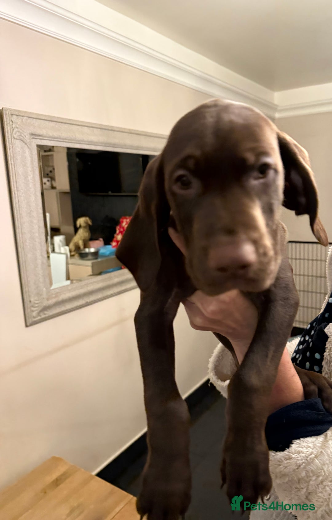 Mixed Breed dogs for sale: Well reared Quality puppies - Advert 26