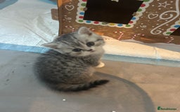 Scottish Fold cats for sale: Scottish fold and straights - Image 17
