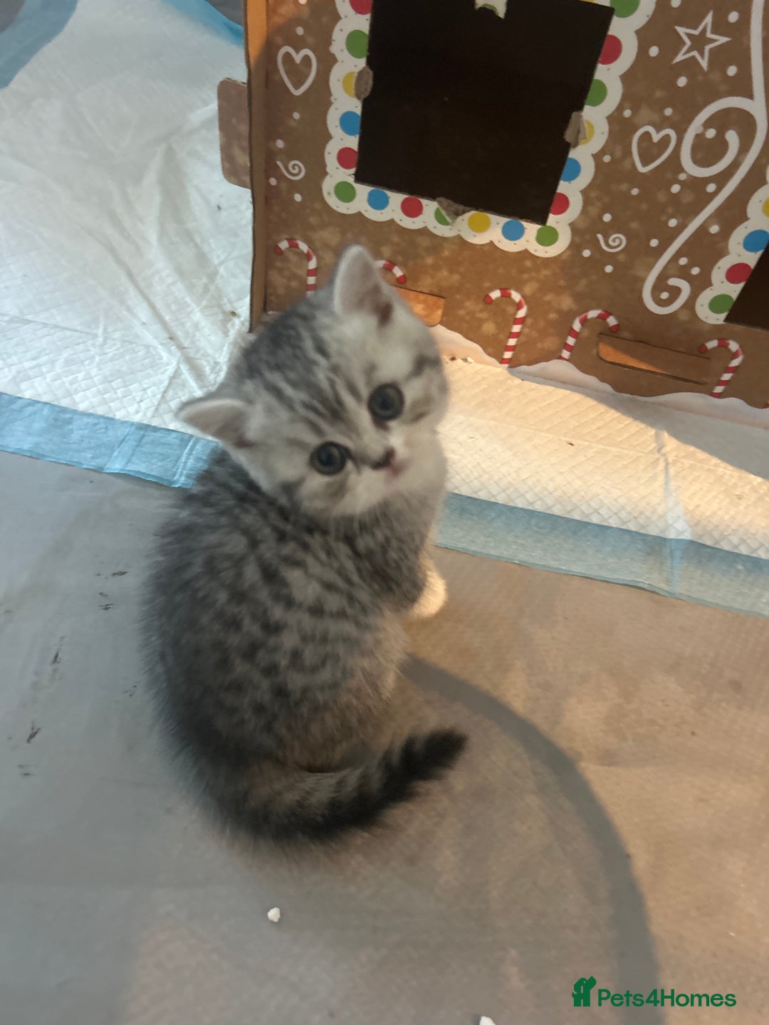 Scottish Fold cats for sale: Scottish fold and straights - Image 17