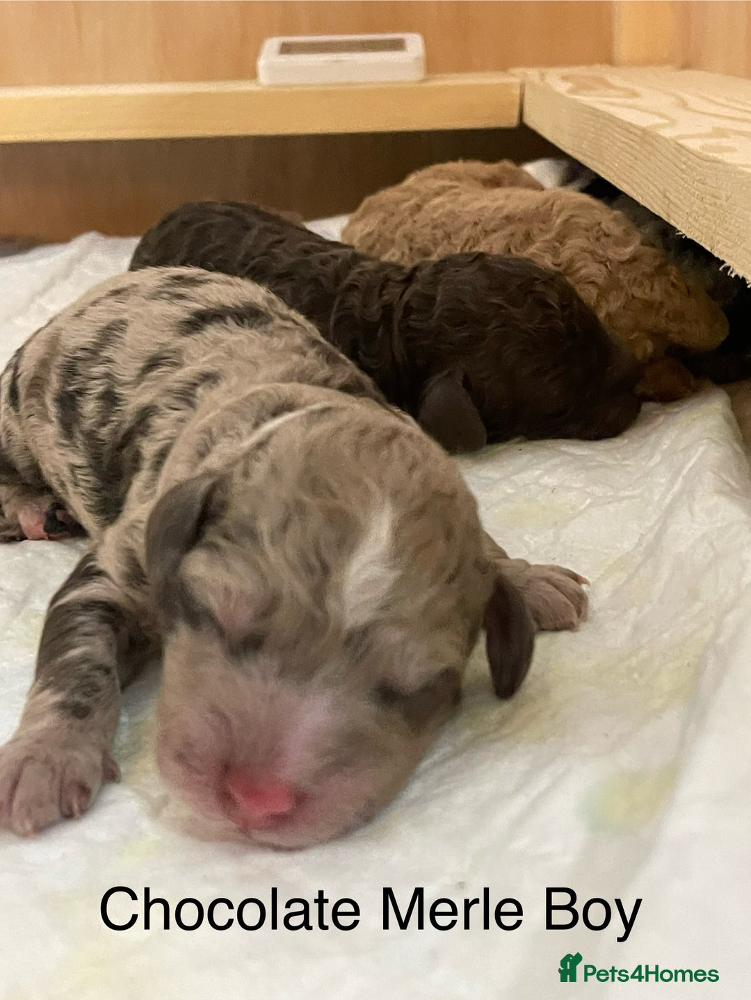 Cockapoo dogs for sale: Cockapoo F1b Puppies born 8 December  - Advert 12