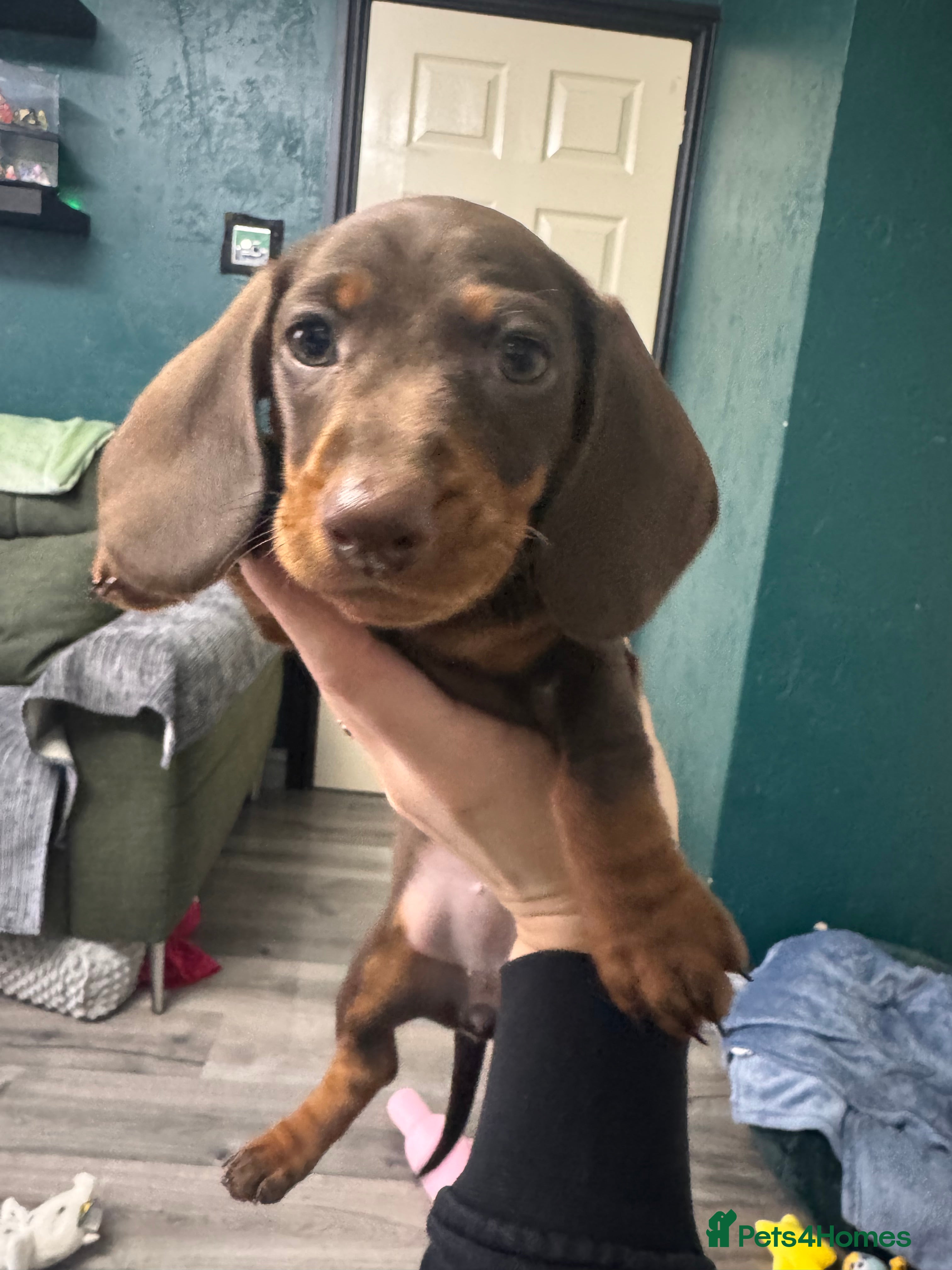 Miniature Dachshund dogs 2 KC registered miniature dachshund pupp ready now - Advert 16