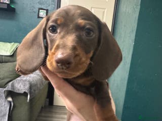 Miniature Dachshund dogs 2 KC registered miniature dachshund pupp ready now - Advert 4