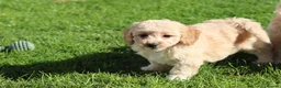 Cavapoochon dogs for sale: Beautiful Cavapoochon puppies for sale - Advert 18