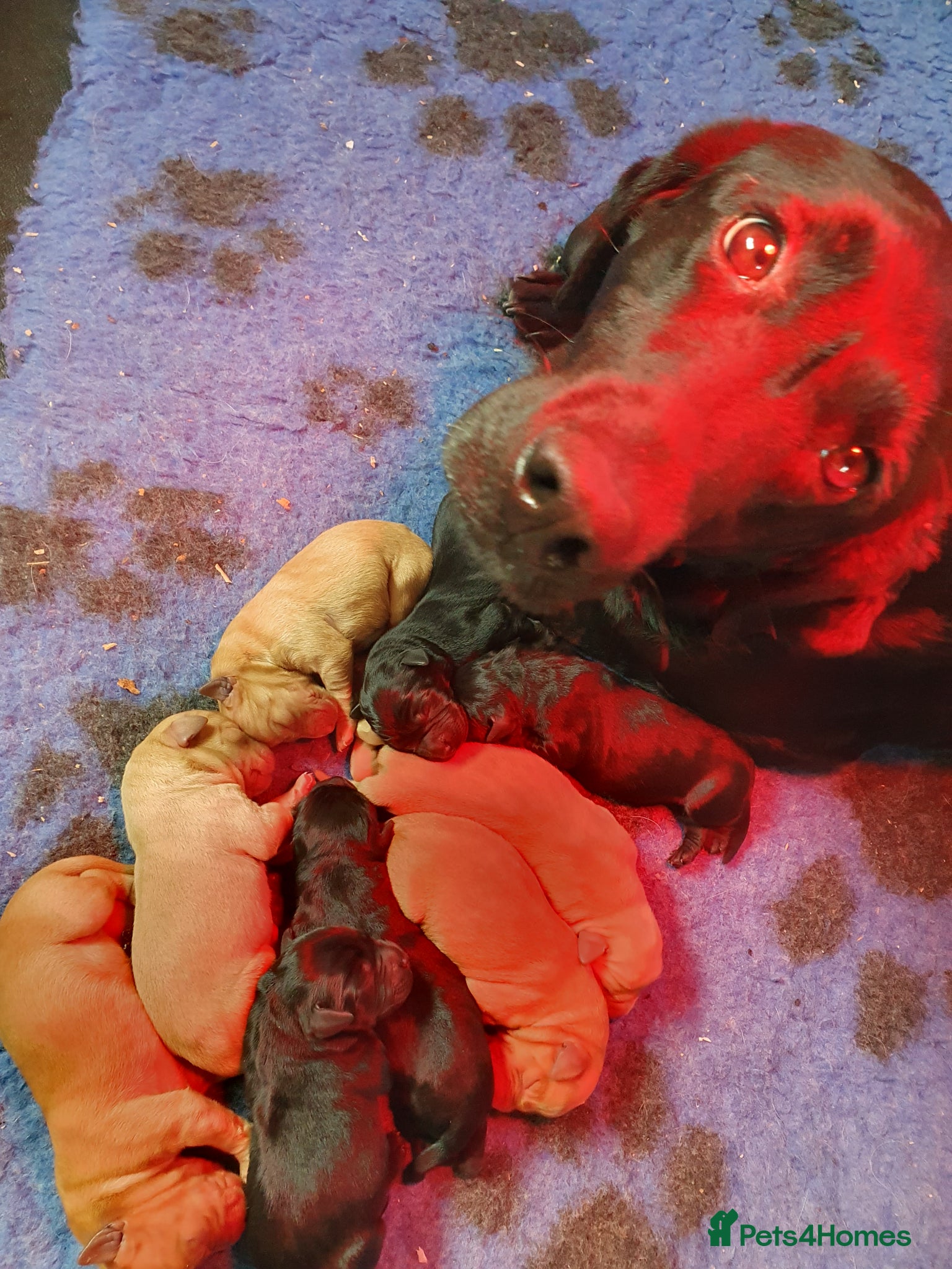 Labrador Retriever dogs Labrador puppies - Advert 2