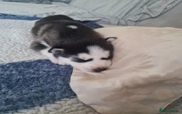 Siberian Husky dogs for sale: Siberian Husky puppies for sale  - Image 4