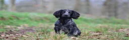 Cocker Spaniel dogs for stud: Blue Roan working cocker  - Advert 3