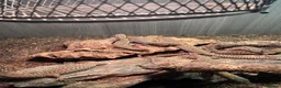 Monitor reptiles for sale: Baby Ackie Monitors - Advert 12