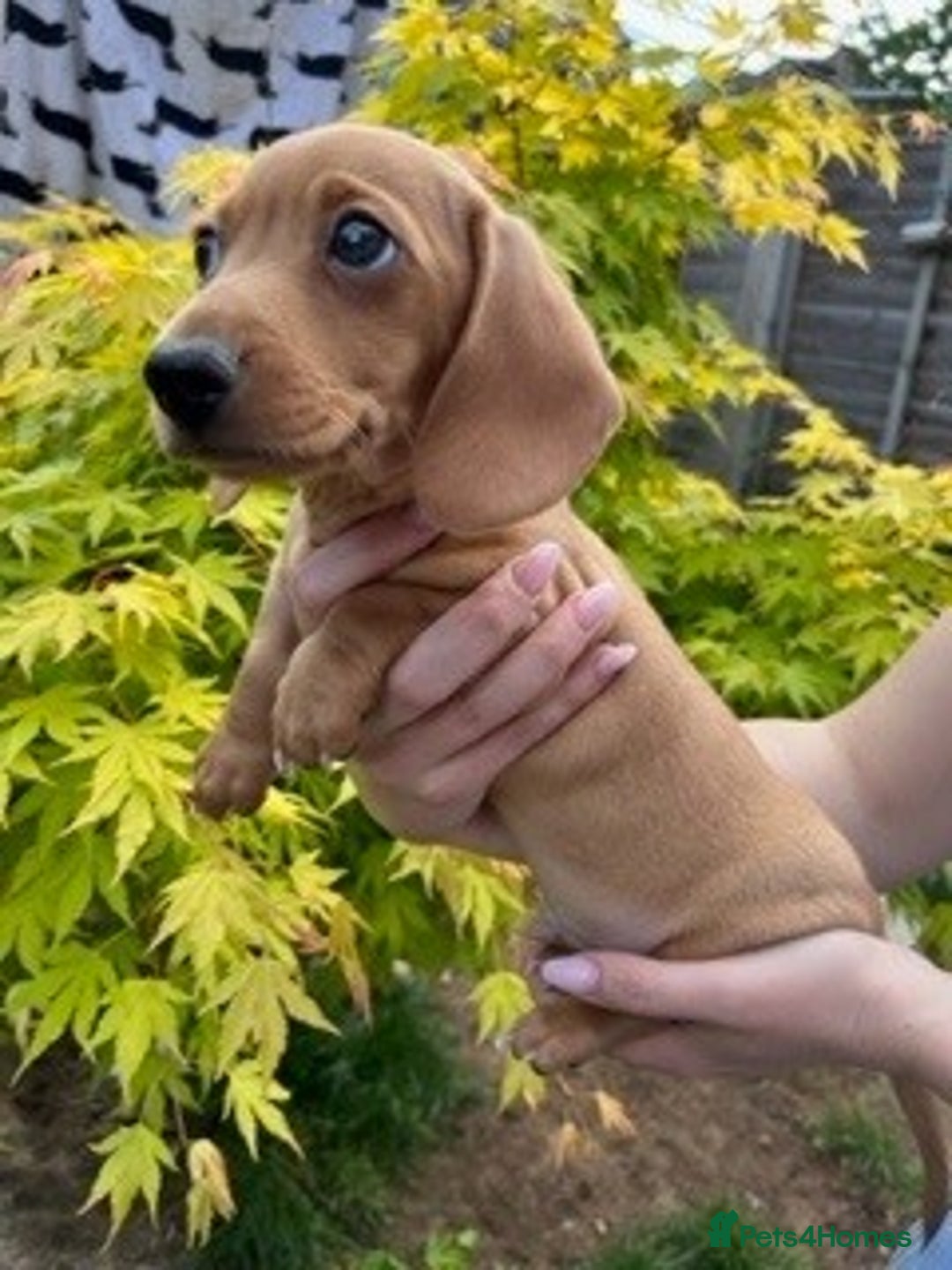 Miniature Dachshund dogs for sale: Miniature Smooth Cream Dachshunds - Advert 2