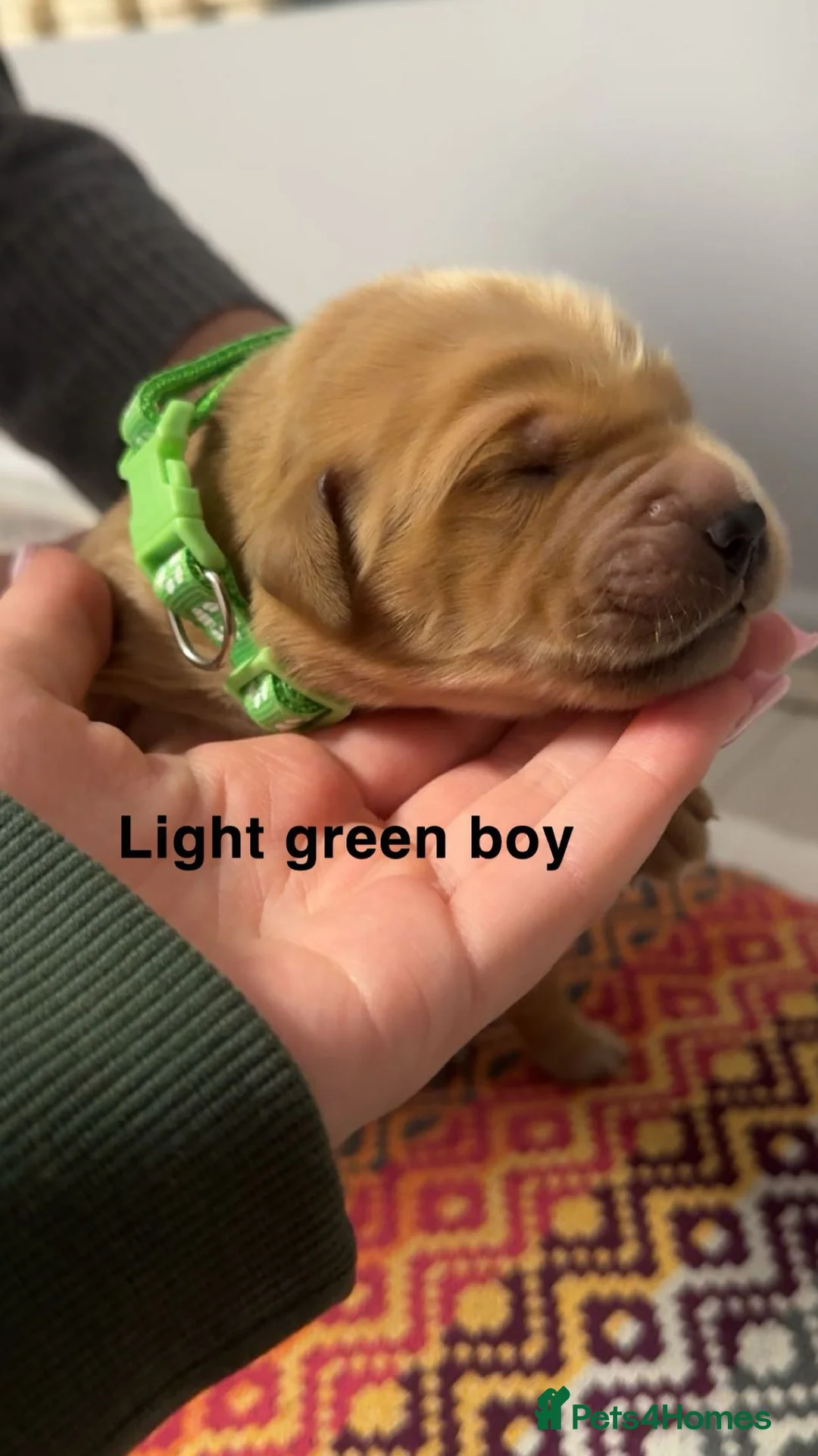 Golden Retriever dogs for sale: Stunning KC Golden Retrievers - Advert 4