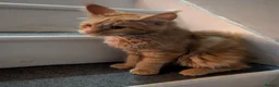 Maine Coon cats for sale: Red Mainecoon  - Advert 12