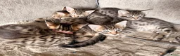 Savannah cats for sale: F4 Savannah Kitten’s African bloodline - Advert 9