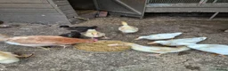 Mixed Breed poultry for sale: 4 white ducklings for sale £15 each  in Manchester - Advert 3