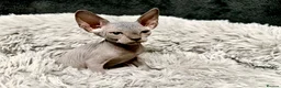 Sphynx cats for sale: TICA Reg Sphynx Kittens, Extensive Genetic Testing - Advert 5