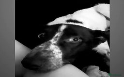 Lurcher dogs for sale: Bueno  - Image 1