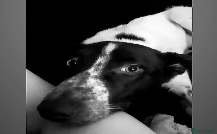 Lurcher dogs - Advert 1