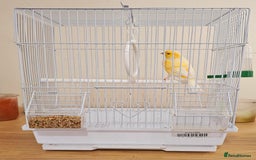 Canaries birds for sale: Stunning Canaries with cage - Image 4