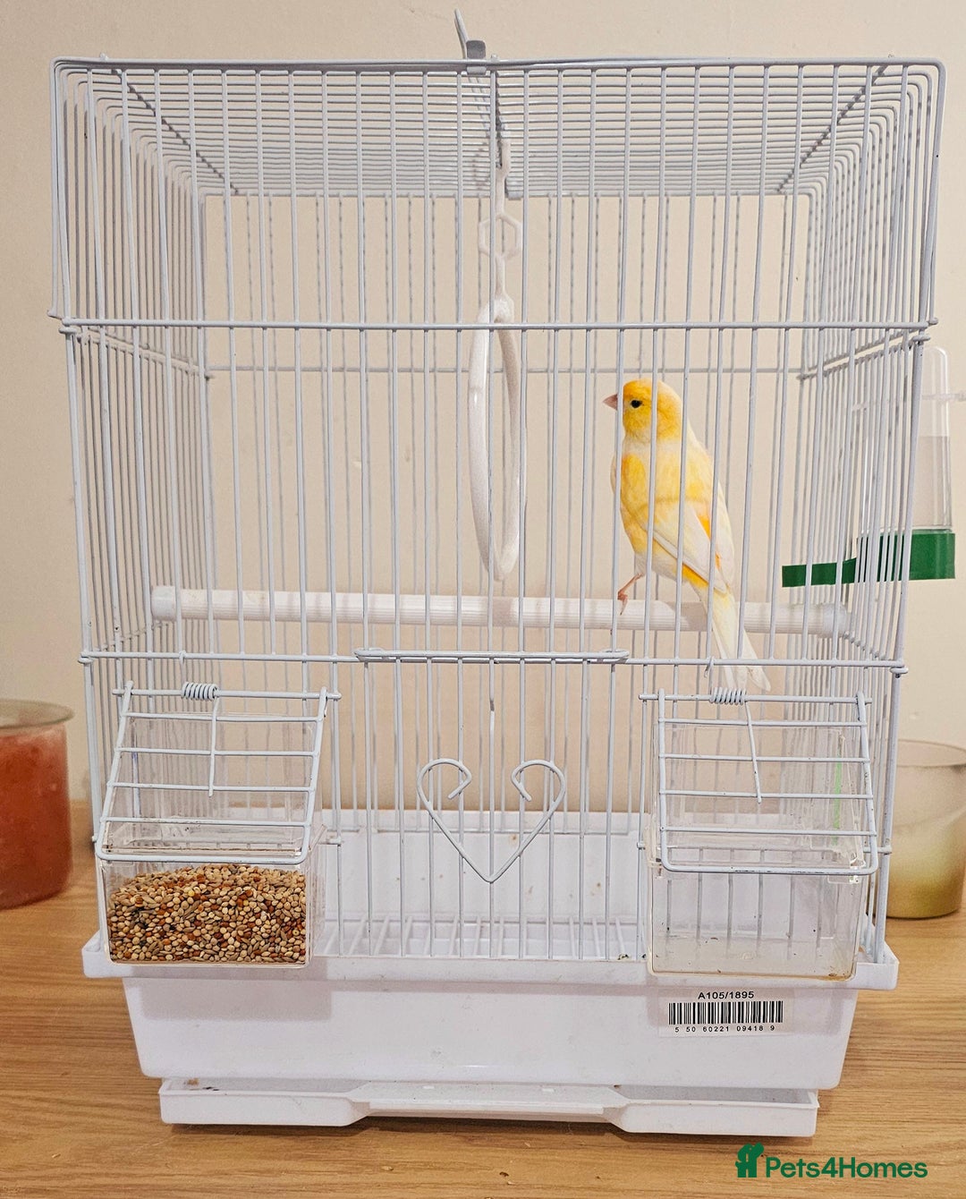 Canaries birds for sale: Stunning Canaries with cage - Image 4