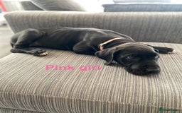 Great Dane dogs for sale: Gorgeous Black Great Dane Puppies - Image 3