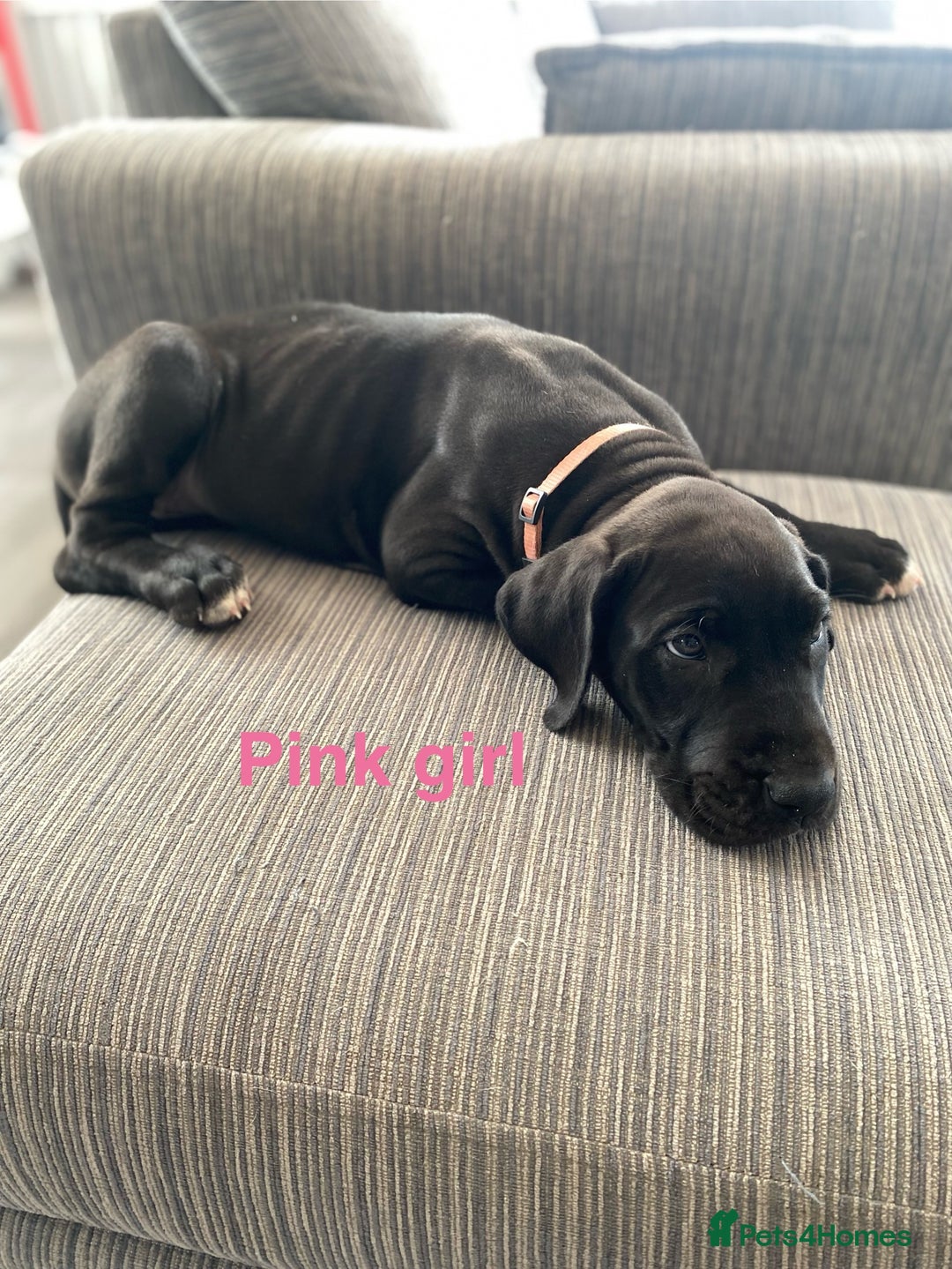 Great Dane dogs for sale: Gorgeous Black Great Dane Puppies - Image 3