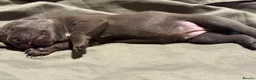 Staffordshire Bull Terrier dogs for sale: KC REG BLUE STAFFORDSHIRE BULL TERRIER in Watford - Advert 24