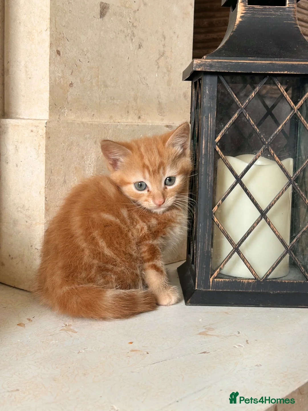 Mixed Breed cats for sale: Male ginger kitten  in Birmingham - Advert 1