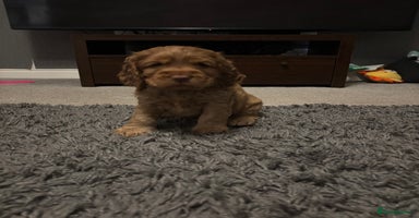 Cocker Spaniel dogs 💫 Exceptional Show Cocker Spaniels 💫 - Advert 5