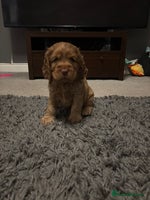 Cocker Spaniel dogs 💫 Exceptional Show Cocker Spaniels 💫 - Advert 5