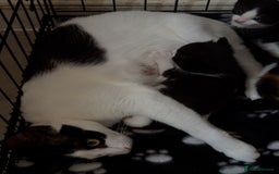 Mixed Breed cats for sale: 3 beautiful kittens for sale - Image 14