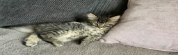 British Shorthair cats for sale: 4 stunning kittens - Advert 3