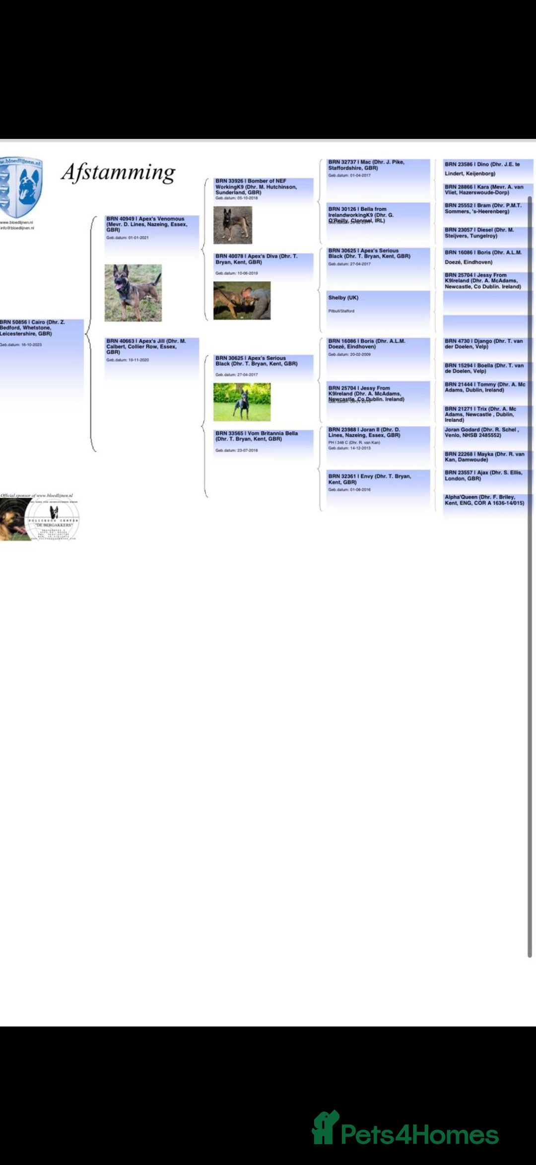 Belgian Shepherd Dog dogs for stud: Cairo !! DUTCH HERDER!! Protection Trained.  - Advert 7