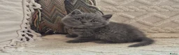 British Shorthair cats for sale: Purebred british shorthair kittens in Wigton - Advert 20