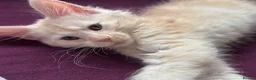 Maine Coon cats for sale: 🌟 Rare Light Cream Maine Coon Boy – Ready Now🔥  - Advert 6