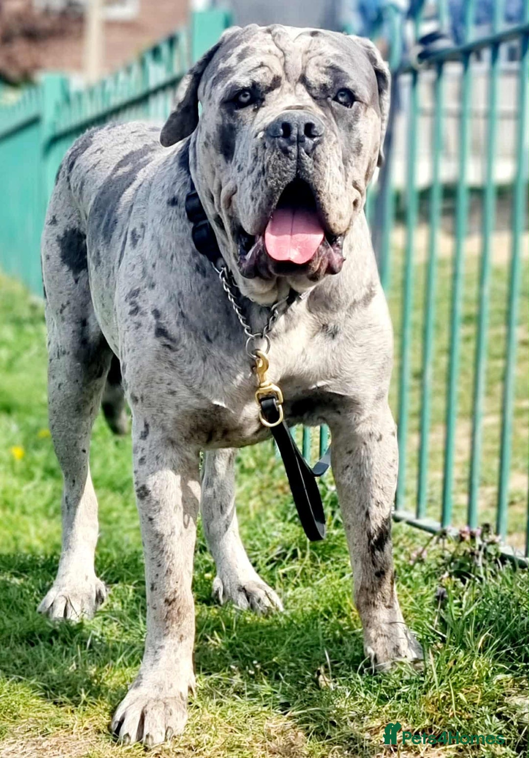 Cane Corso dogs for stud: Stud  - Advert 2