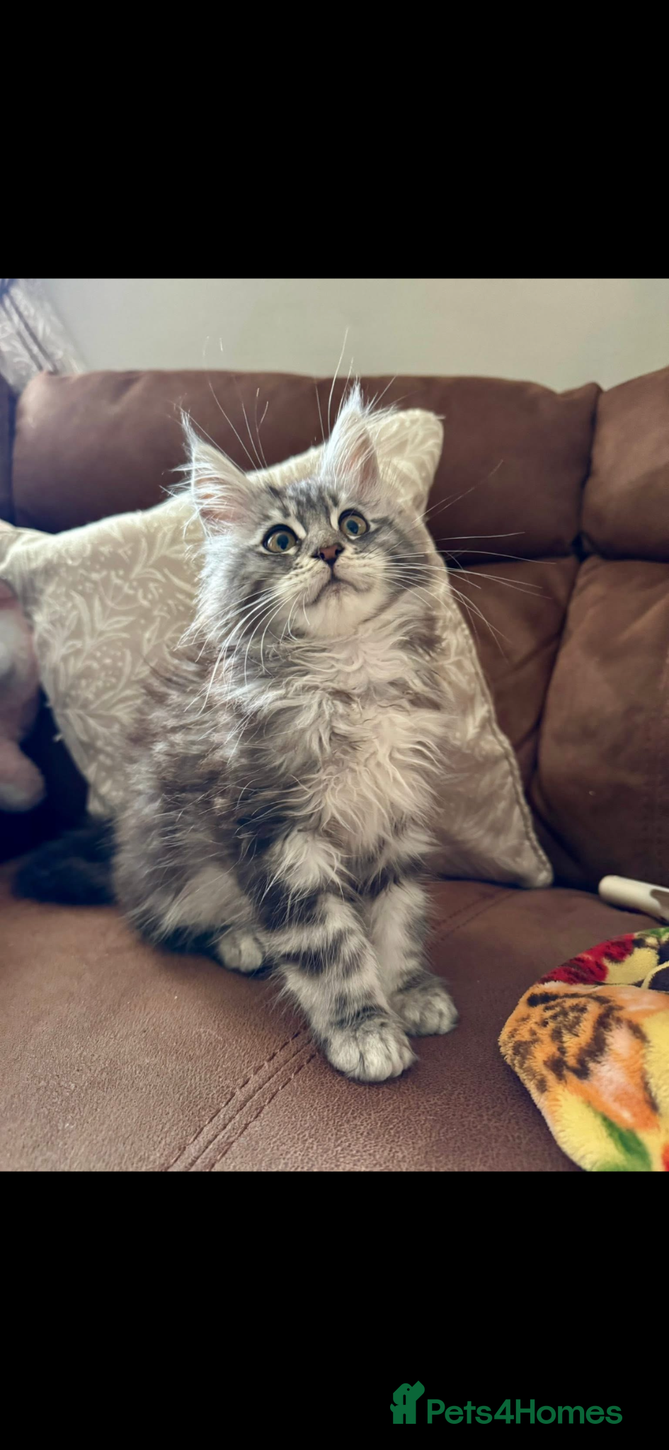 Maine Coon cats GCCF Silver Classic Maine Coon Kittens - Advert 7