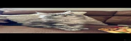 Maine Coon cats for sale: GCCF Silver Classic Maine Coon Kittens - Advert 9