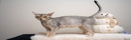 Abyssinian cats for sale: 6 Amazing Abyssinians, Extra Lovlely Personality - Advert 37