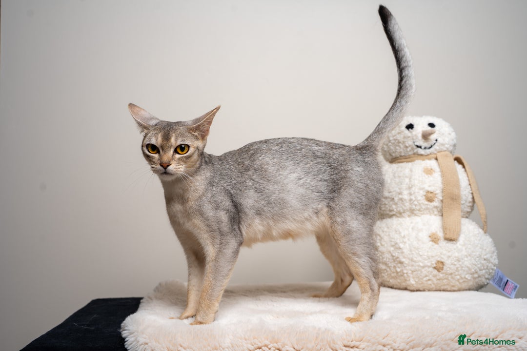 Abyssinian cats for sale: 6 Amazing Abyssinians, Extra Lovlely Personality - Advert 37
