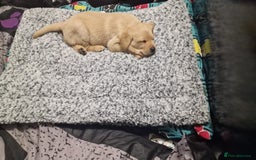 Labrador Retriever dogs for sale: STUNNING GOLDEN/FOX RED KC REG LABRADOR RTL - Image 6