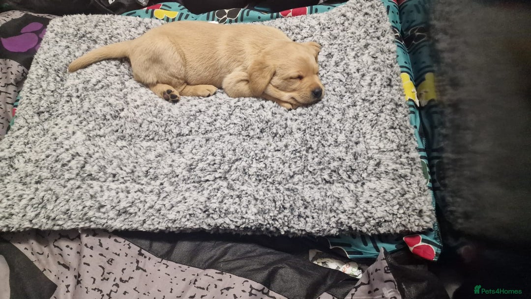 Labrador Retriever dogs for sale: STUNNING GOLDEN/FOX RED KC REG LABRADOR RTL - Image 6
