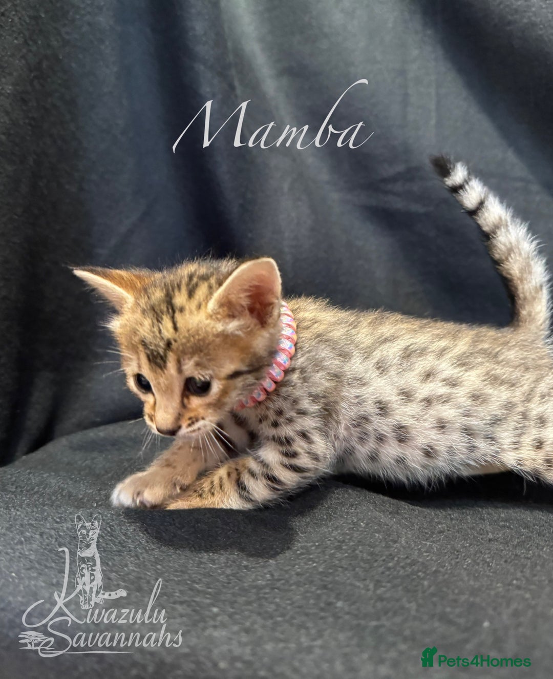 Savannah cats for sale: Exceptional Quality Tica Registr. Savannah Kittens - Image 22