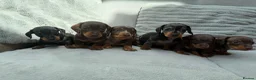 Miniature Dachshund dogs for sale: Gorgeous KC registered Miniature Dachshunds   - Advert 7