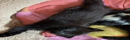 Mixed Breed cats for sale: 3 X Black Outdoor Kittens in Biggar - Advert 8