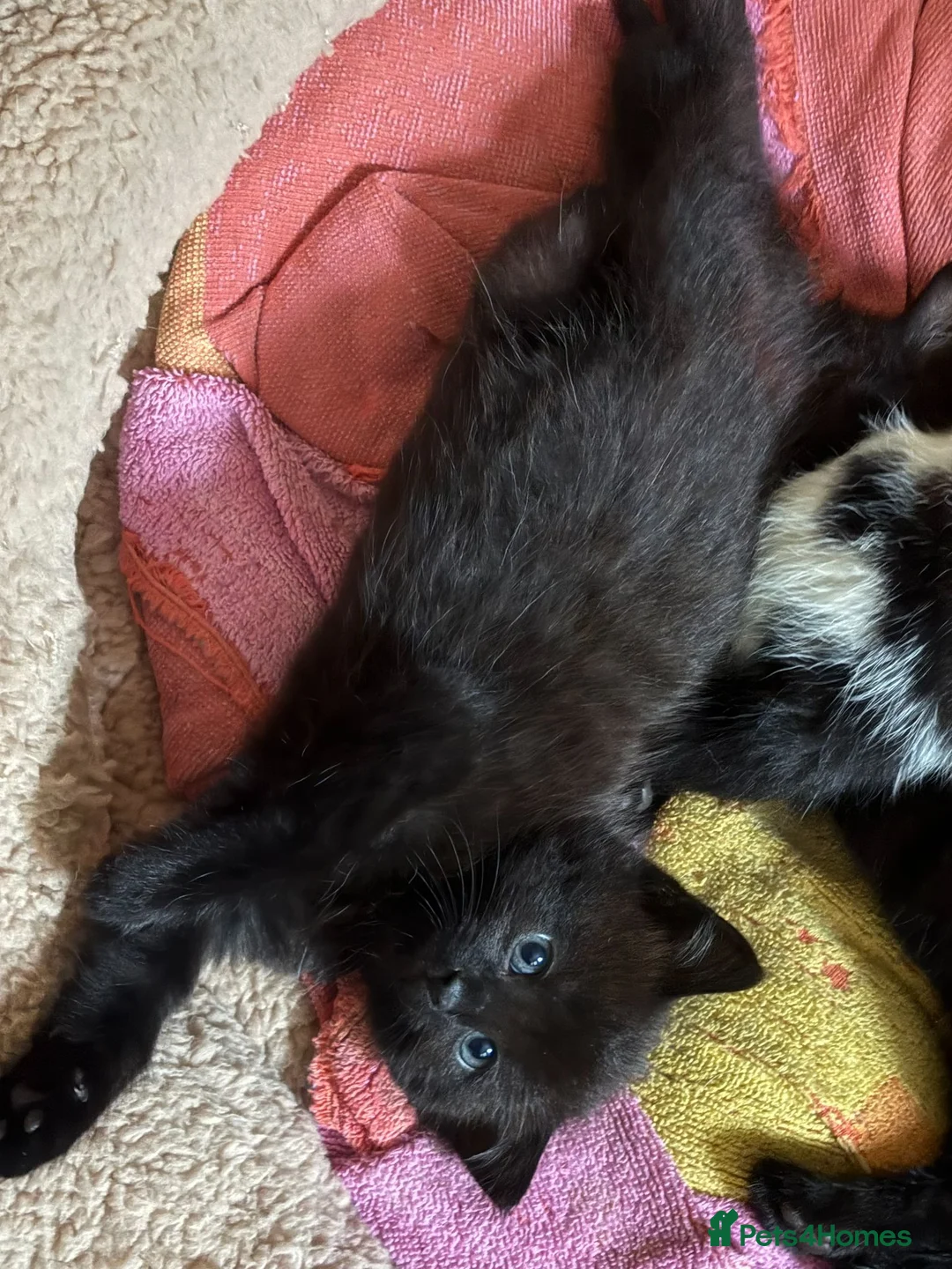 Mixed Breed cats for sale: 3 X Black Outdoor Kittens in Biggar - Advert 8