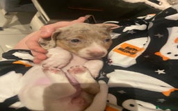 Miniature Dachshund dogs for sale: Dolly mixture dapple/piebald  - Image 21