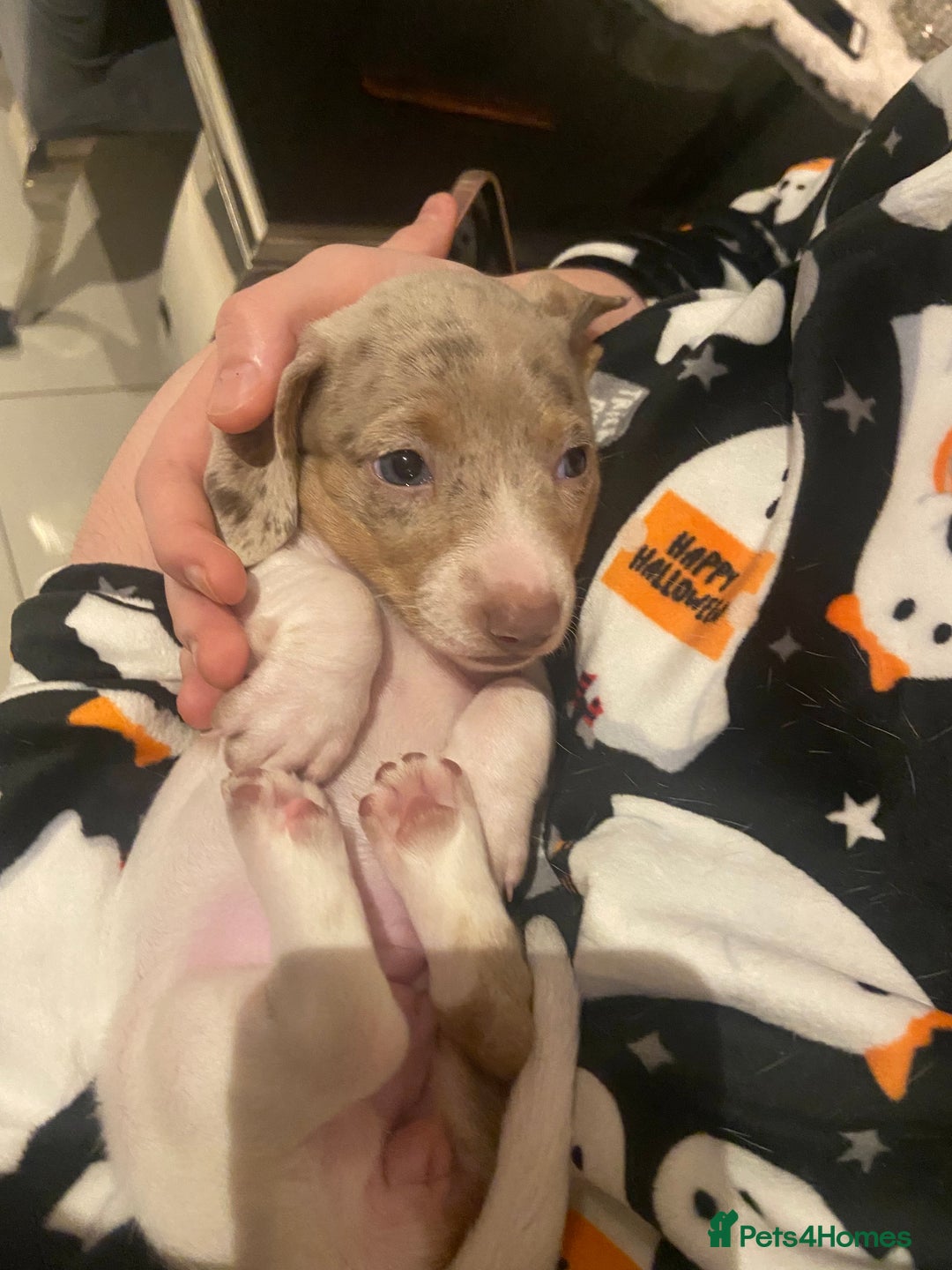 Miniature Dachshund dogs for sale: Dolly mixture dapple/piebald  - Image 21