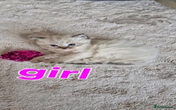 Ragdoll cats for sale: 🐾 Gorgeous Ragdoll Kittens.Ready 22nd December 🐾 - Image 23