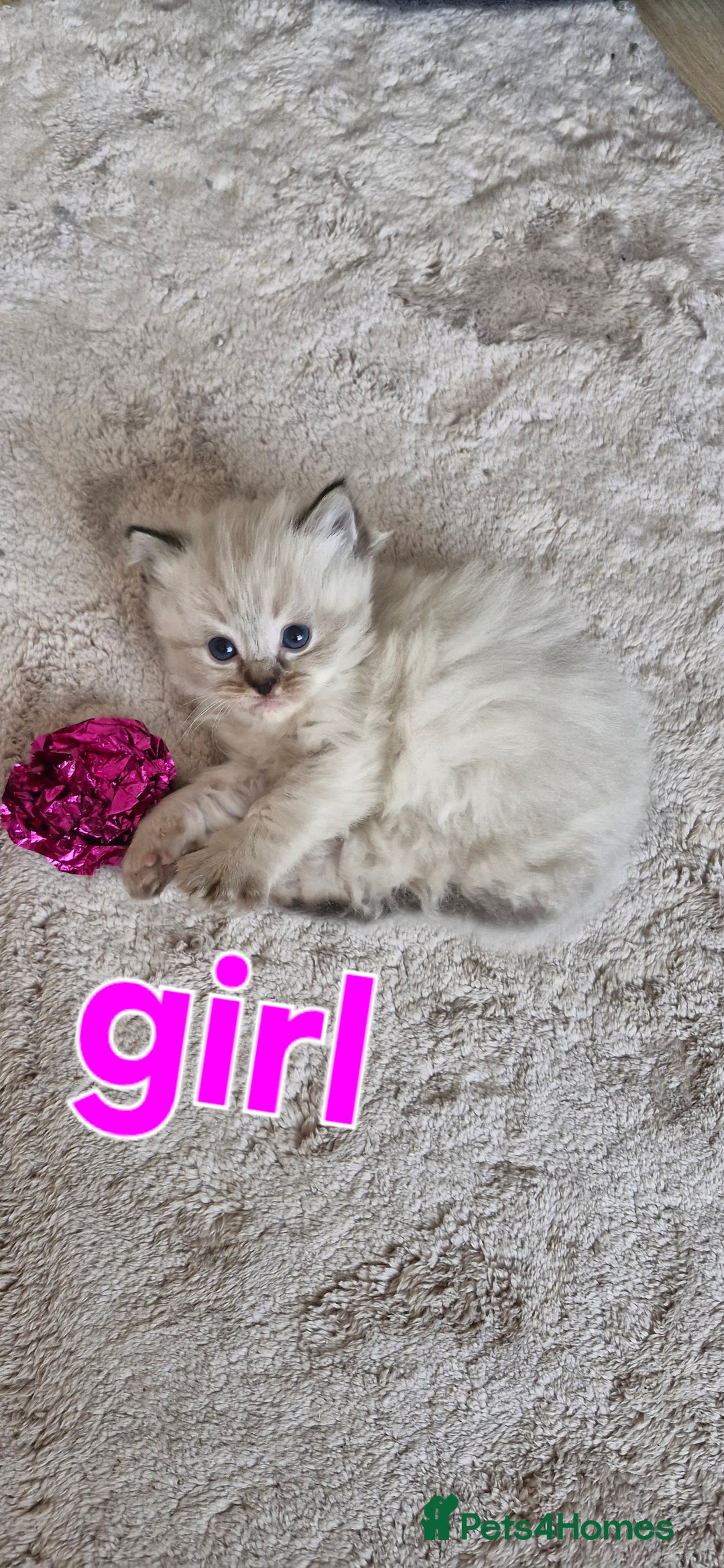Ragdoll cats for sale: 🐾 Gorgeous Ragdoll Kittens.Ready 22nd December 🐾 - Image 23