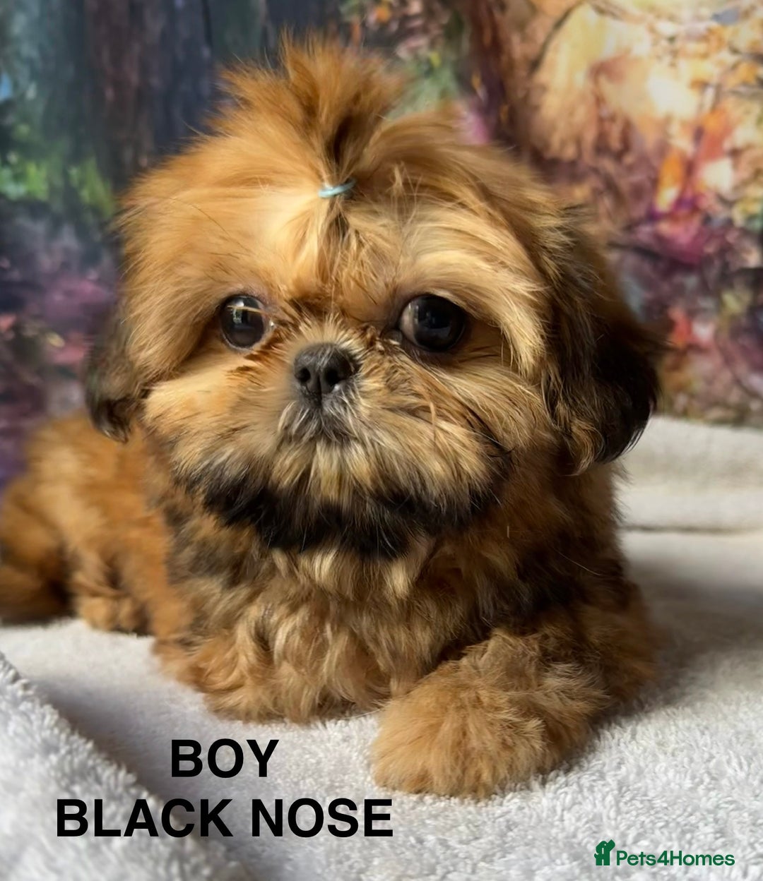 Shih Tzu dogs for sale: READY NOW boy and girl  - Image 2