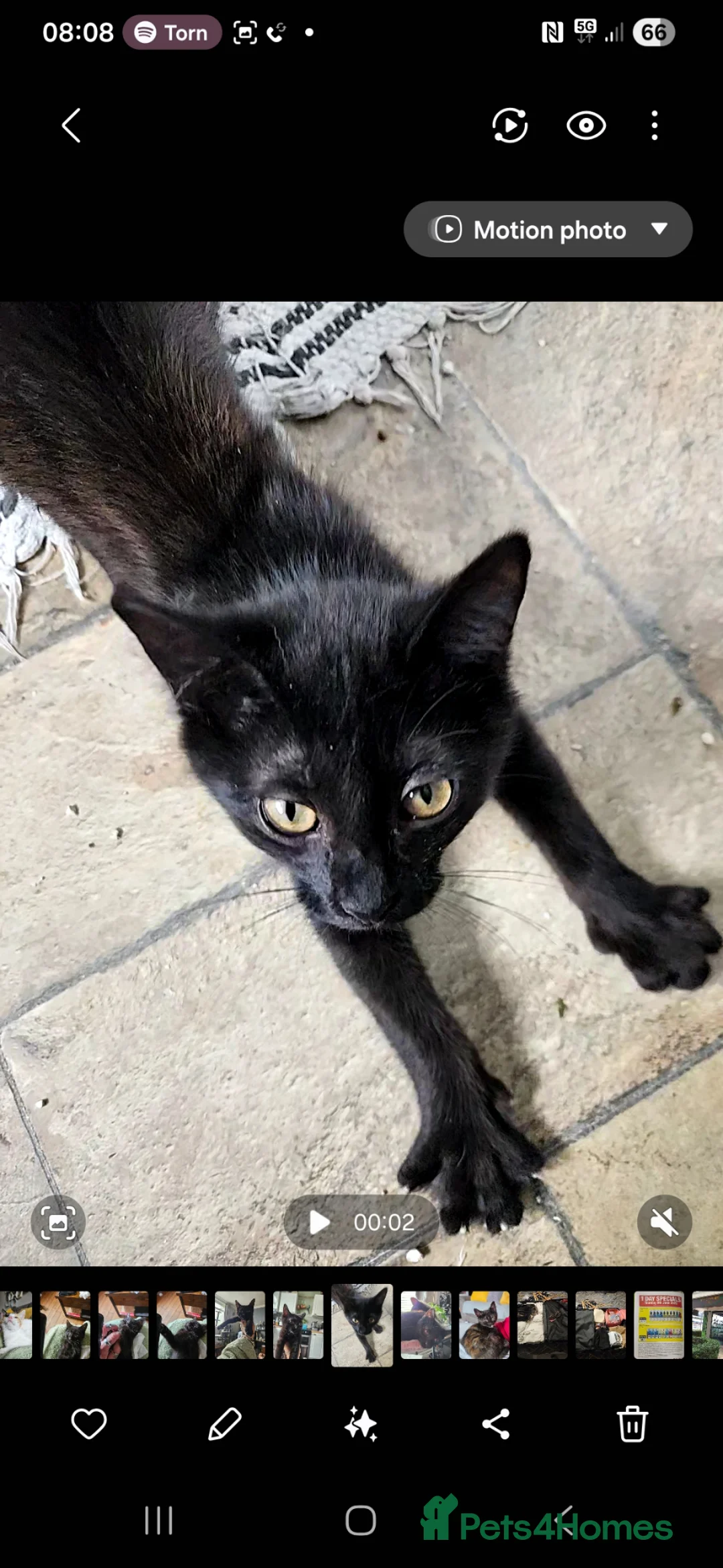 Mixed Breed cats for sale: Kitten looking for forever homes - Advert 20
