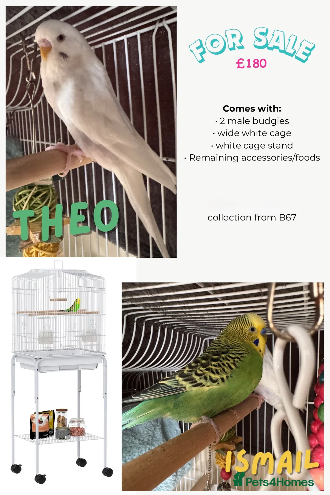 Budgerigars birds for sale: 2 Male Budgies with Cage & Accessories in Smethwick - Advert 1